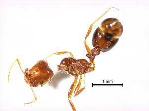 写真　今回発見されたヒアリ（環境省撮影）