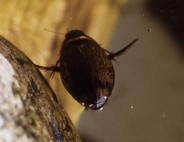 ヤシャゲンゴロウの写真