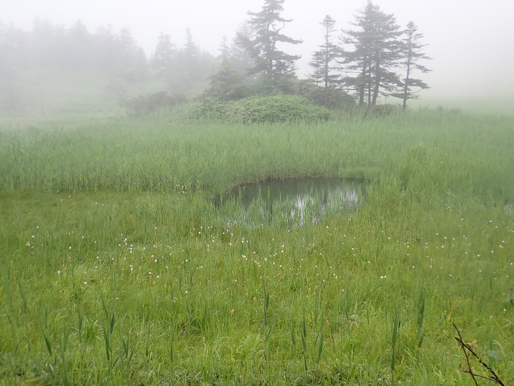 芳ヶ平湿原