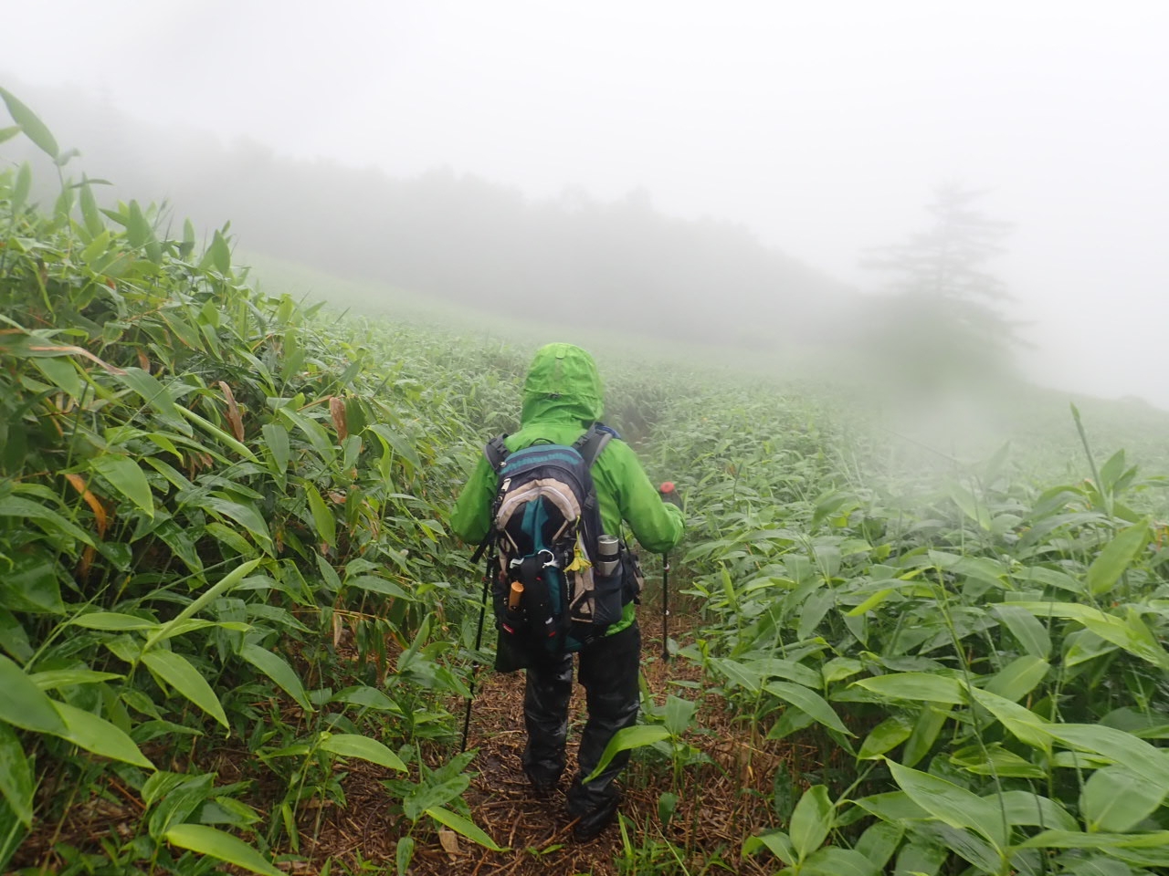 芳ヶ平湿原～草津登山道