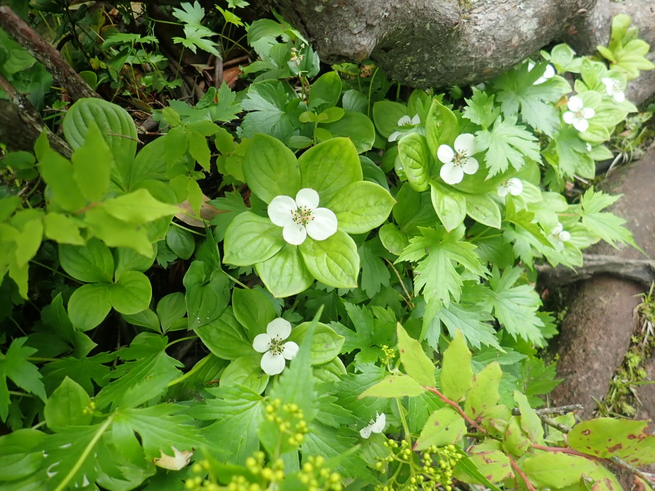 ゴゼンタチバナ