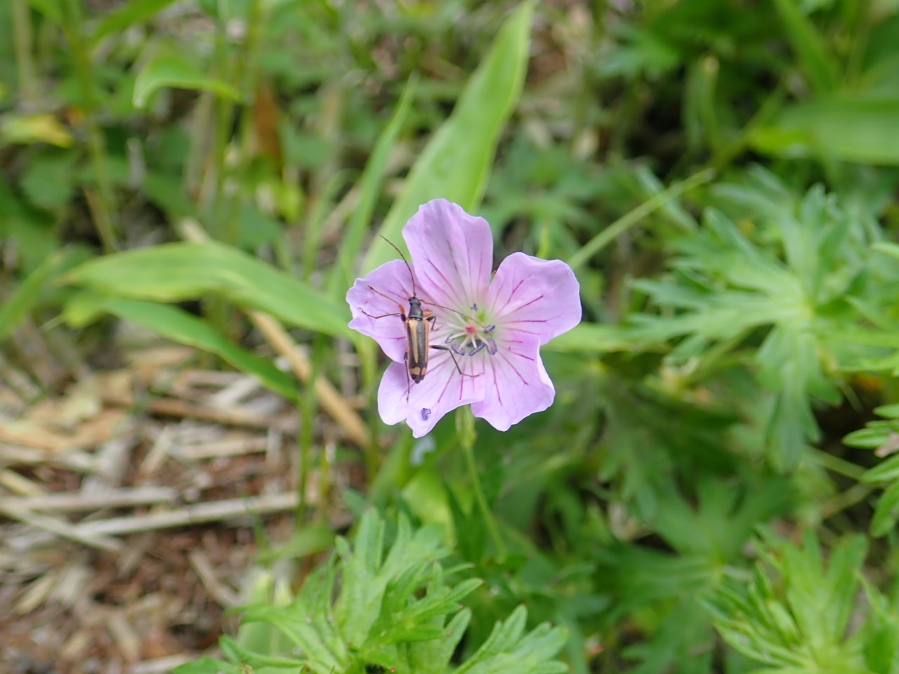 ハクサンフウロ