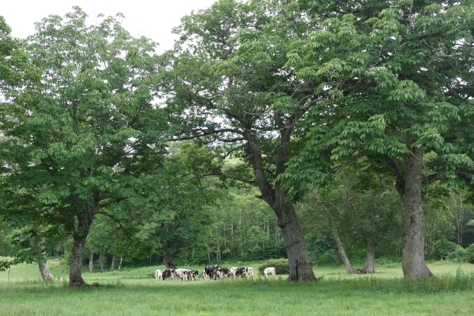 カヤの平では牛が放牧されています