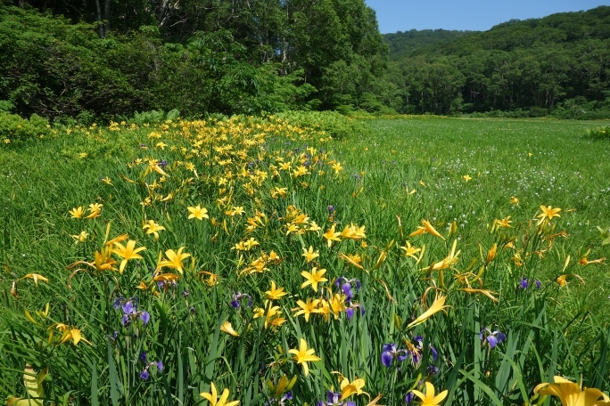 カヤの平の「北ドブ湿原」のニッコウキスゲ