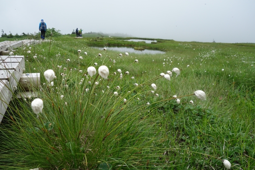 ワタスゲは綿毛が大きくなっています。