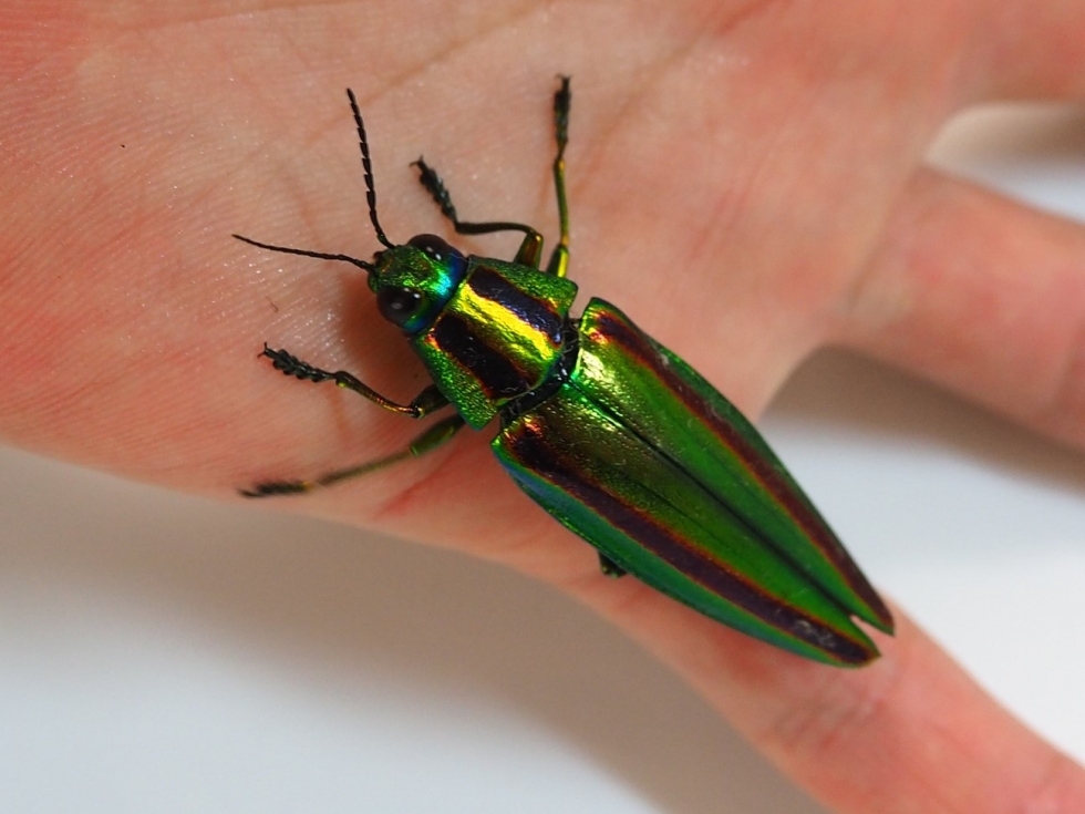 ヤマトタマムシ