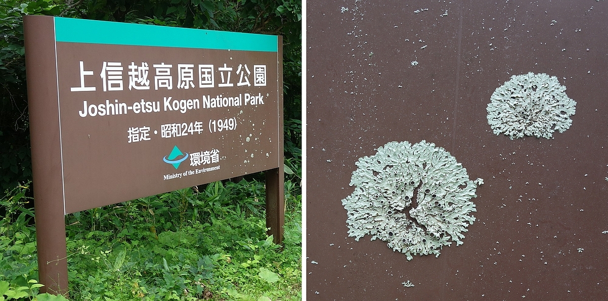 高井橋近くにある看板委地衣類が着生していました