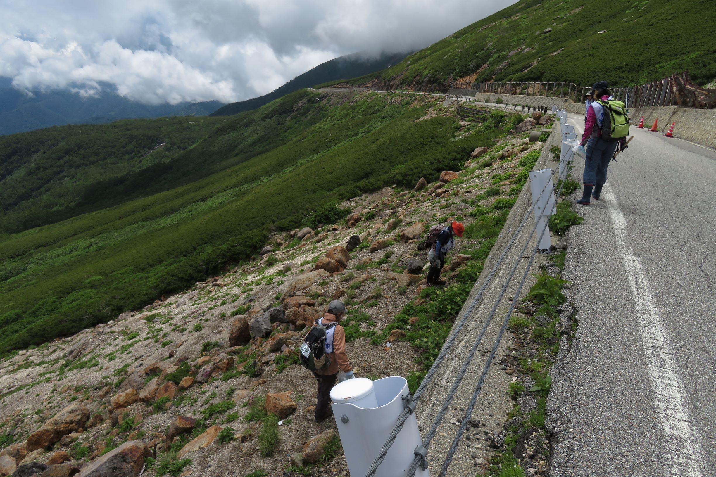 外来種駆除作業