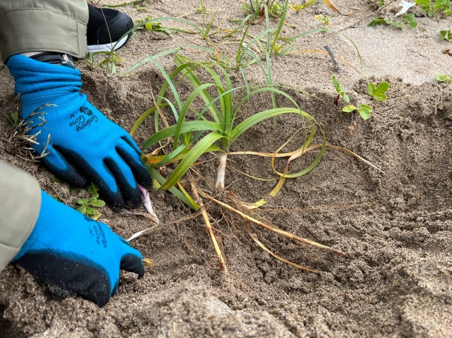 コウボウムギの根を掘って観察している写真