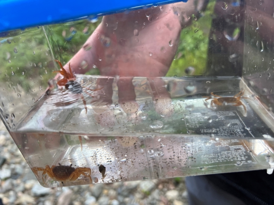 虫かごの中のサワガニの写真
