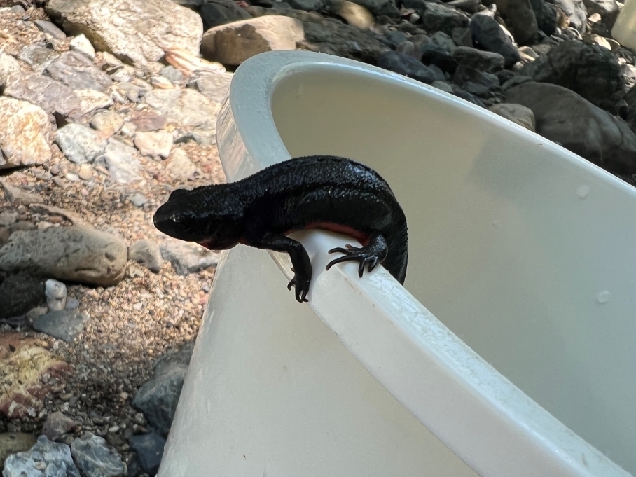 バケツから出ようとするアカハライモリの写真