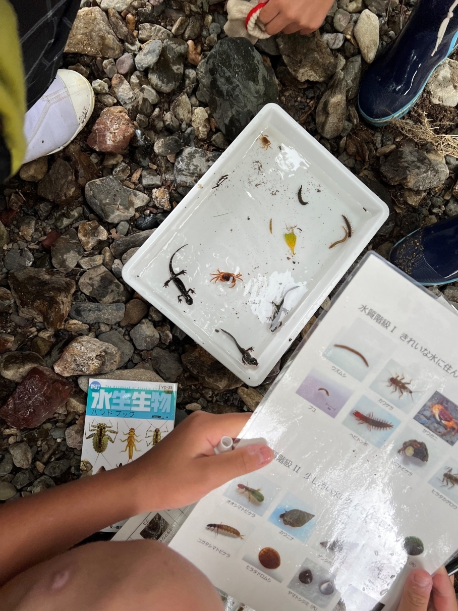 採集した生き物を確認している写真