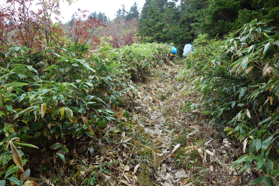 登山道は刈払いが行われている