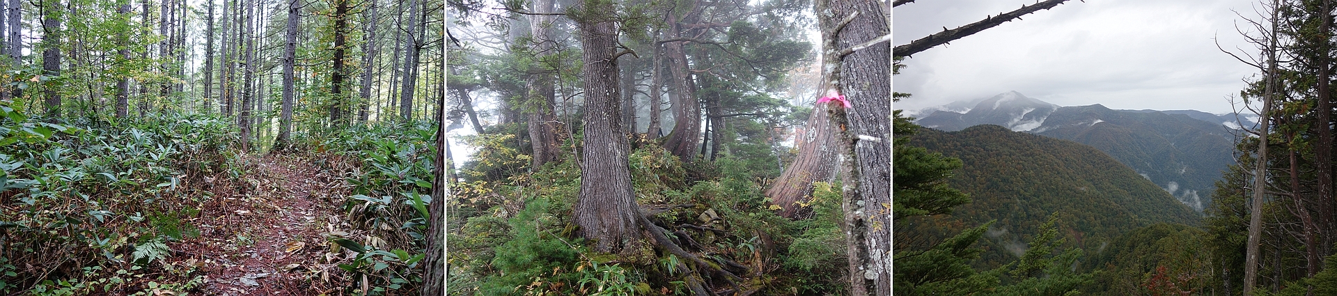 登山道から見られるいろいろな植生