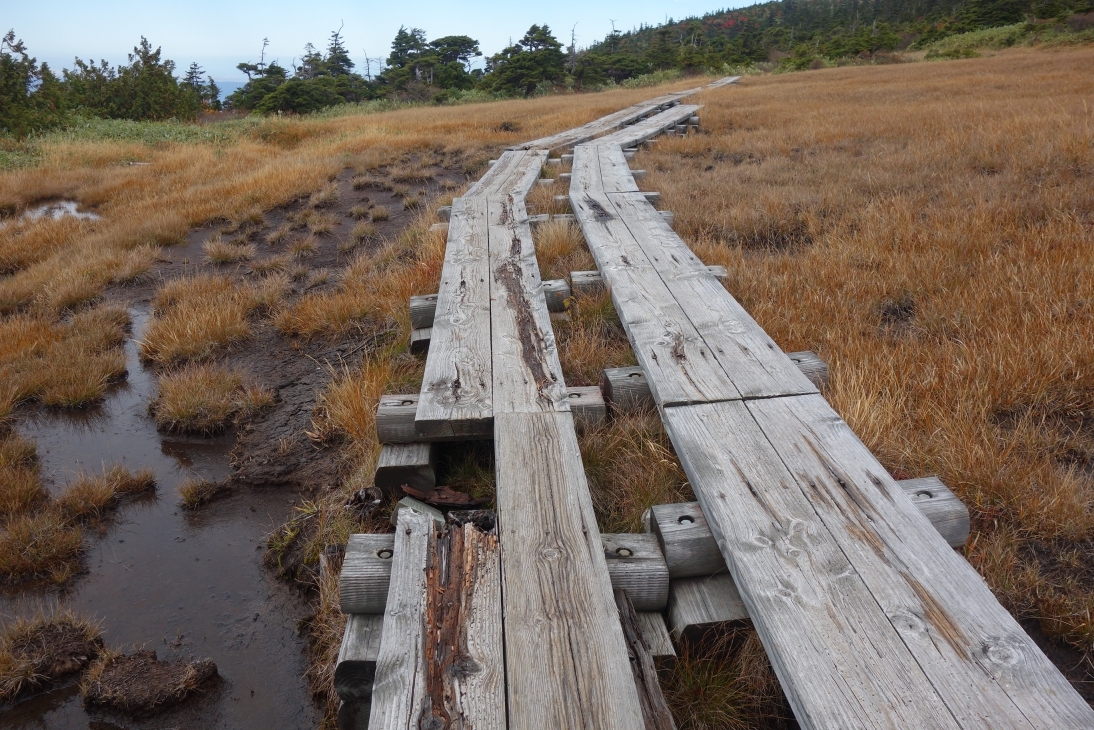 破損した木道