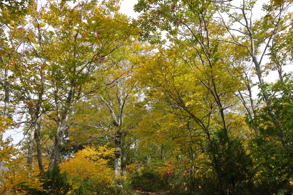 四合目辺りの紅葉