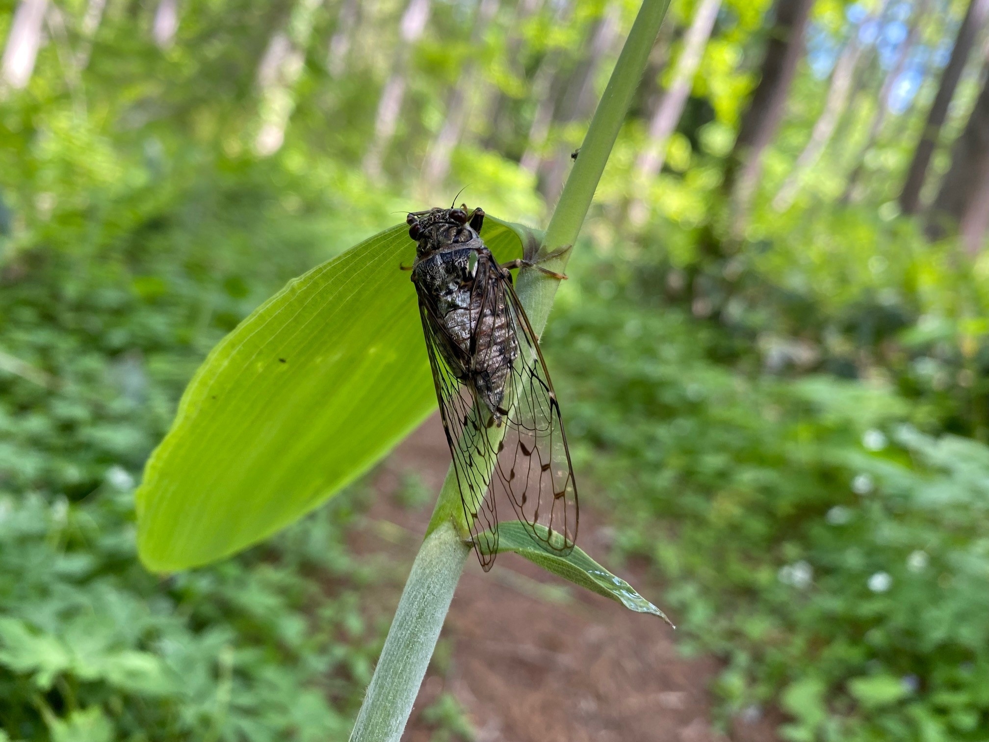 エゾハルゼミ＃鳥に見つからないよう隠れてる？