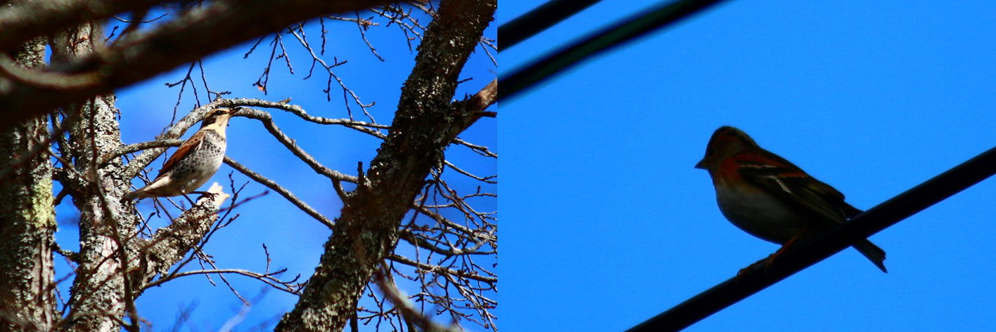 妙高高原に訪れたツグミとアトリ