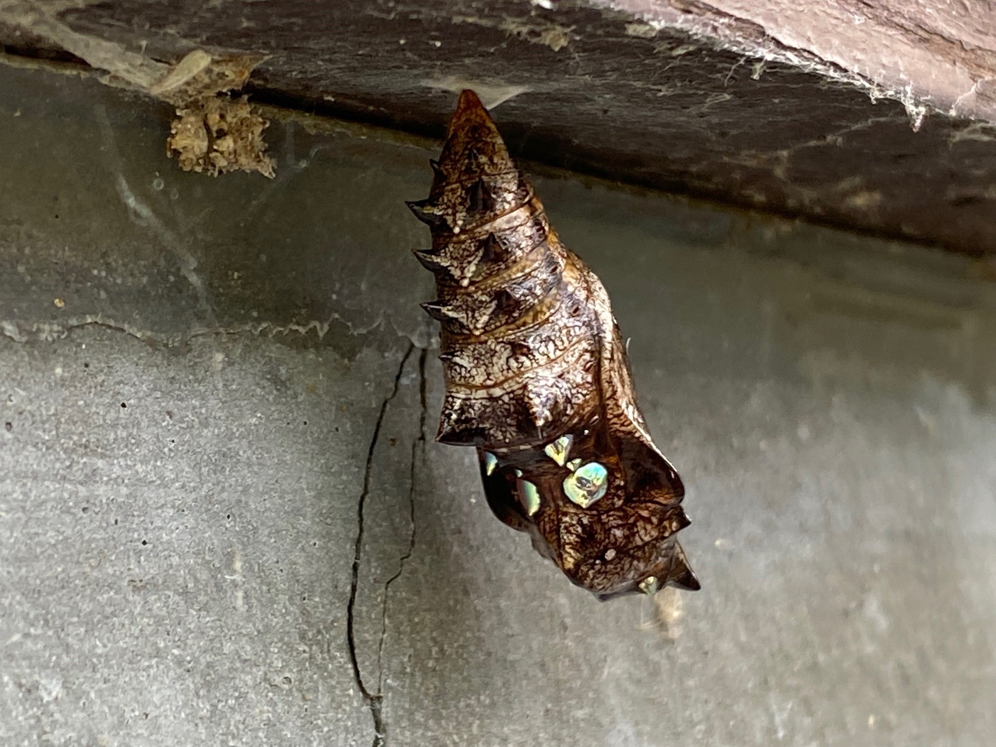 メスグロヒョウモンのさなぎ