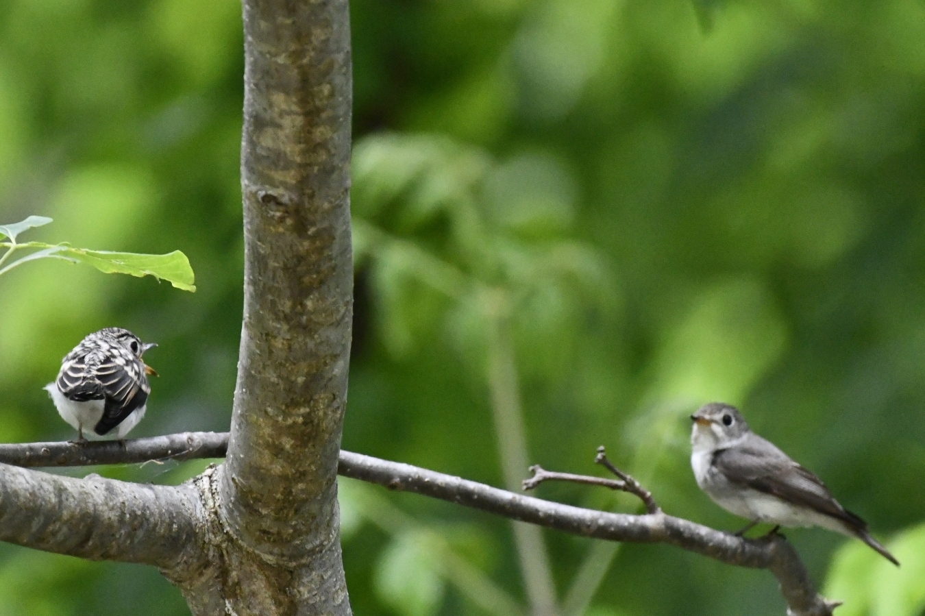 コサメビタキ親子