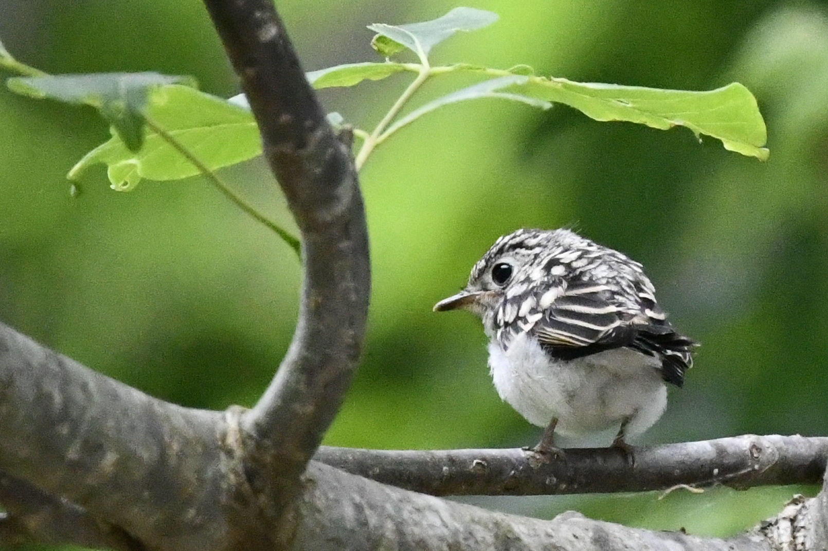 コサメビタキ雛