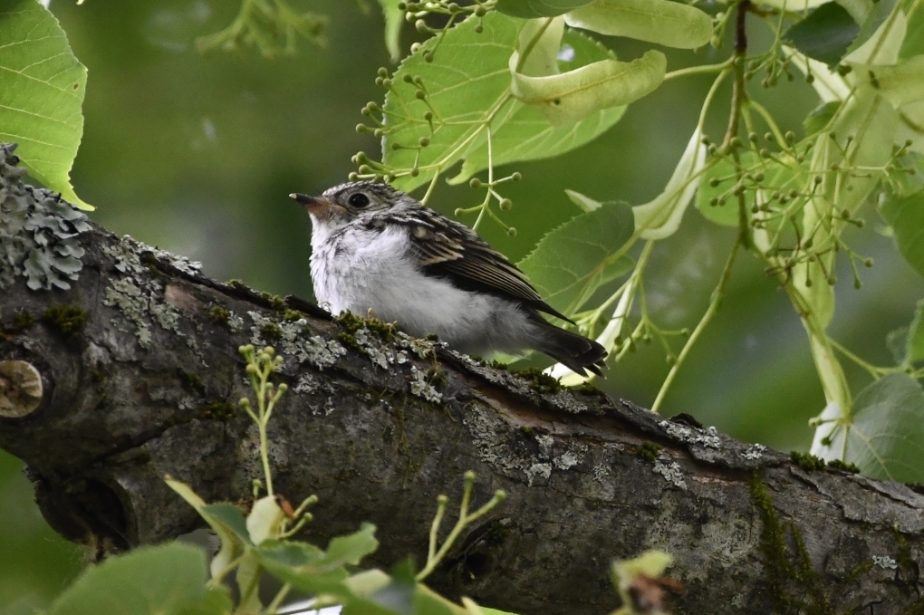 コサメビタキ雛