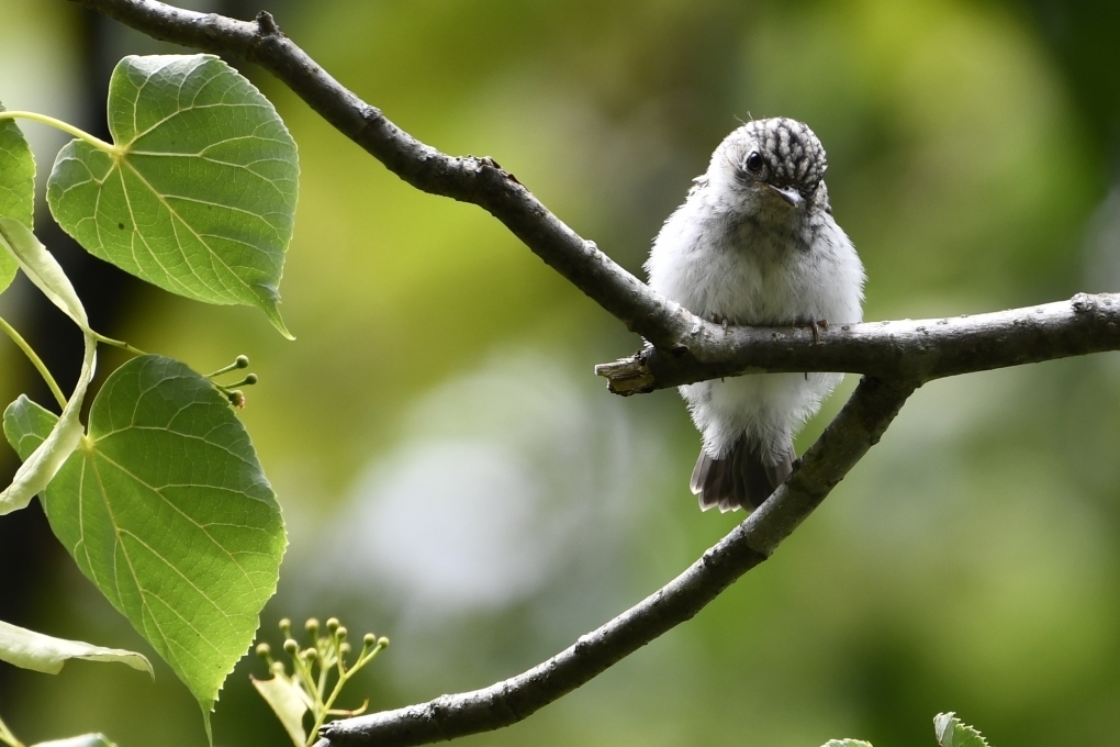 コサメビタキ雛