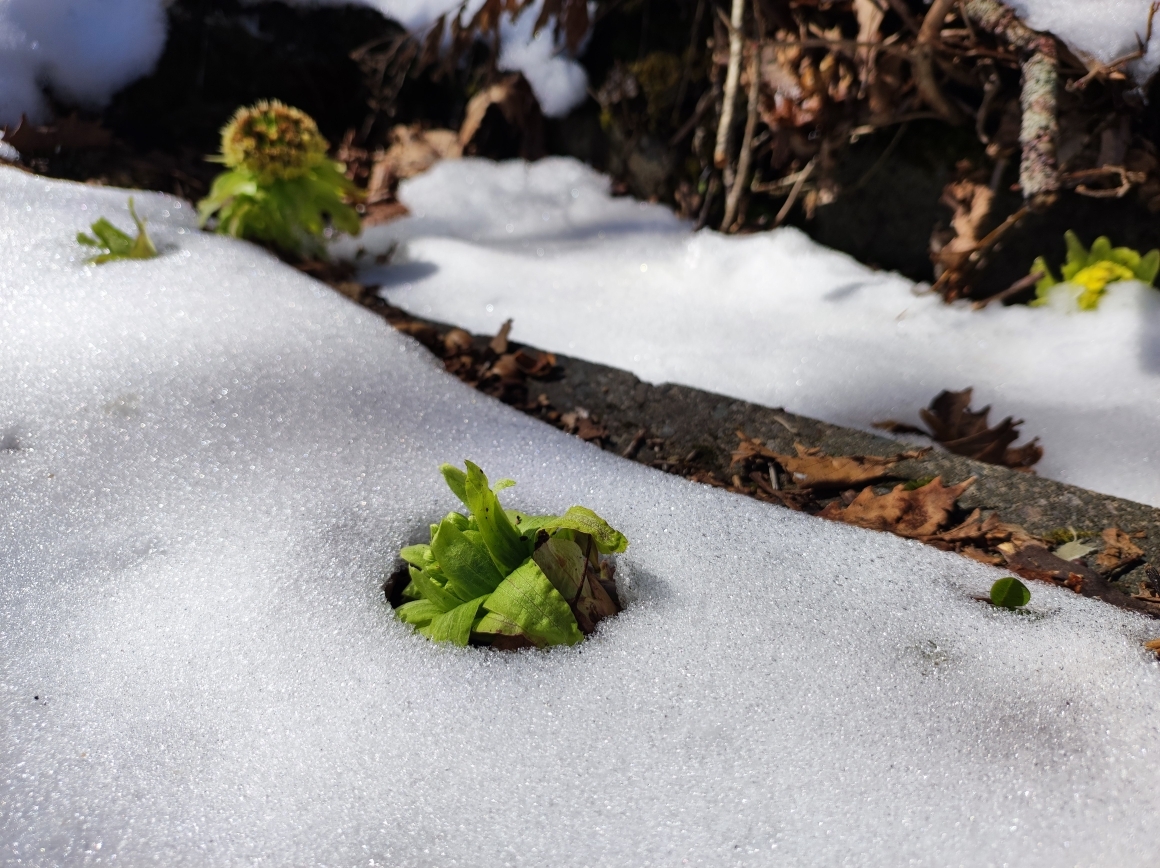 雪に埋もれたフキノトウ