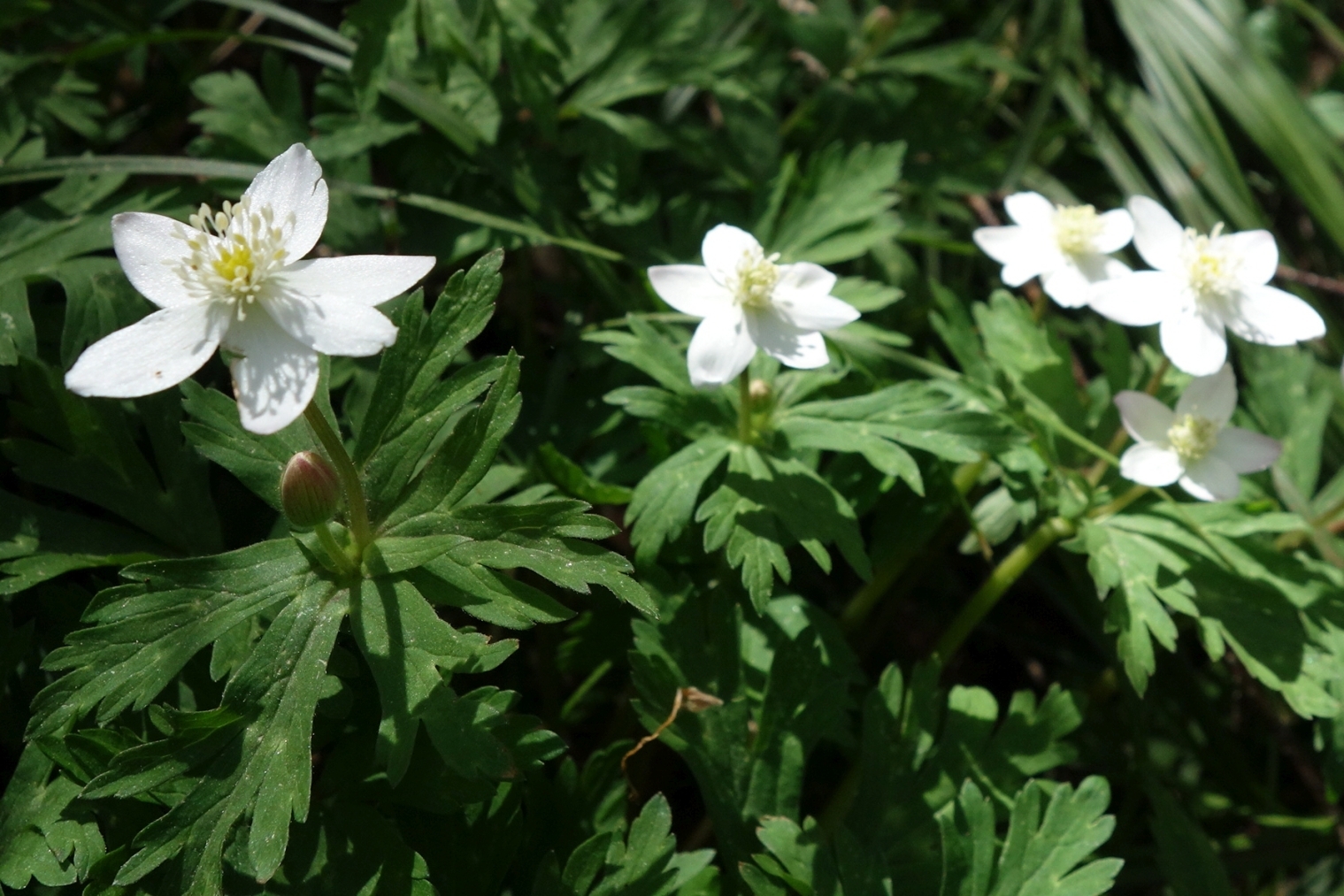 大倉新道のニリンソウ