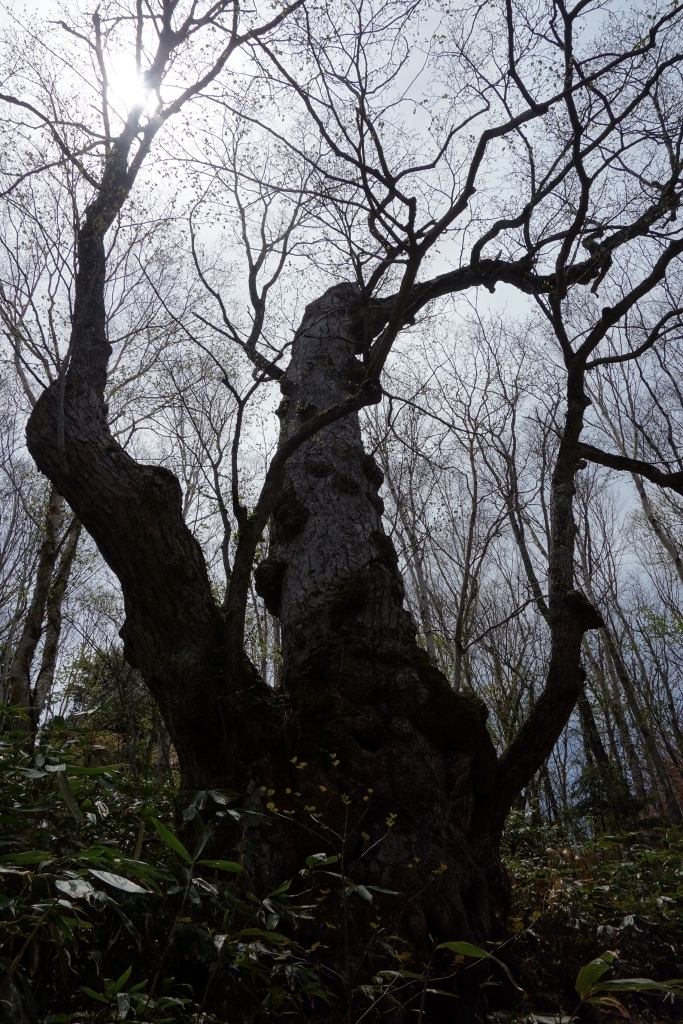 シナノキの巨木