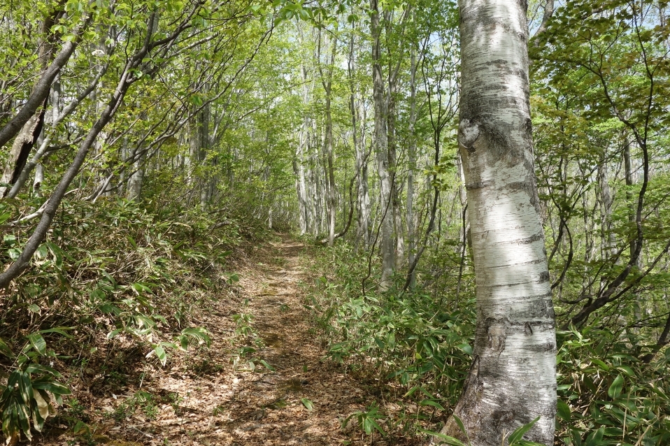 奥志賀白樺苑路の林