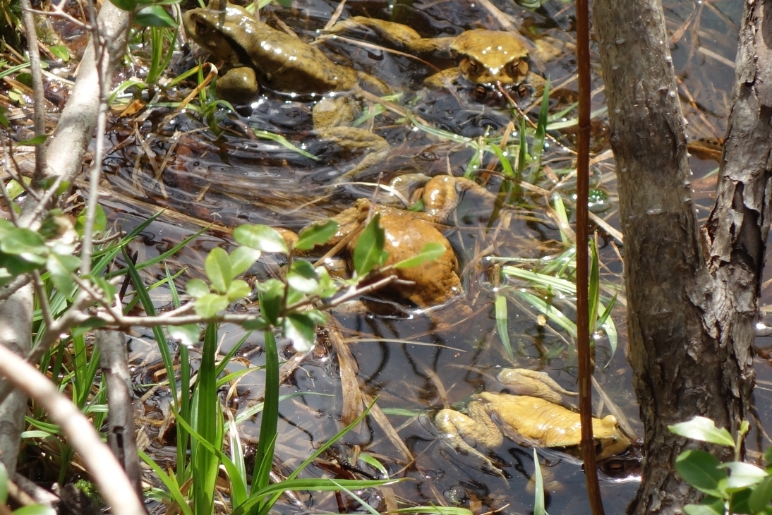 ヒキガエルの集合