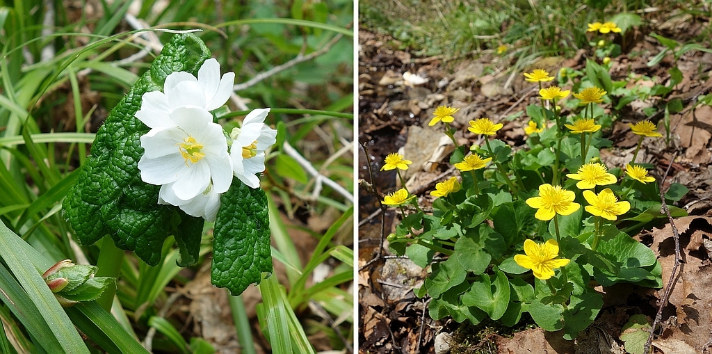 サンカヨウとリュウキンカ