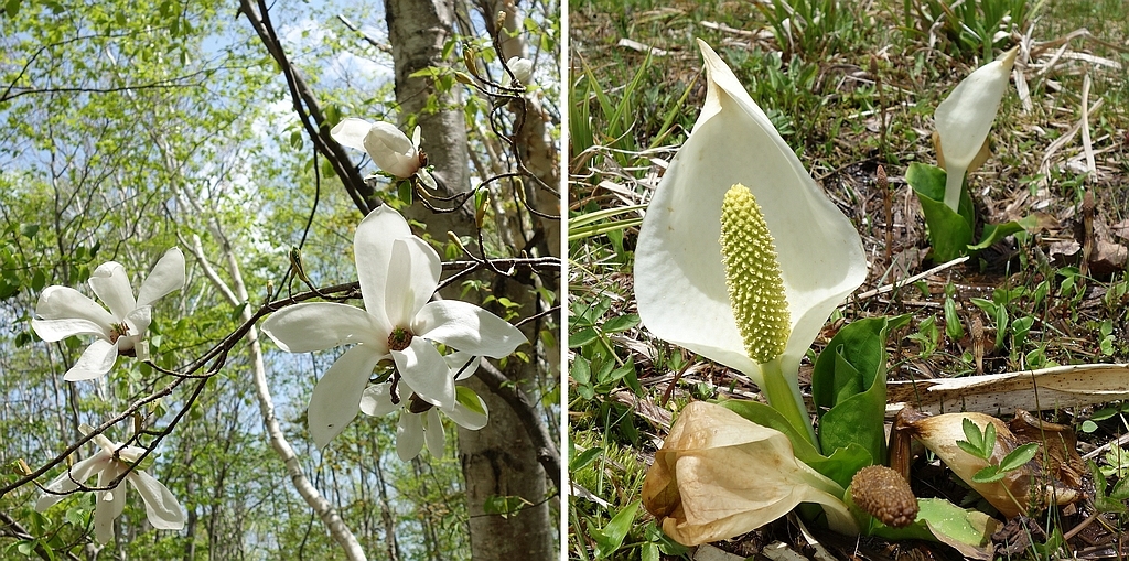 コブシとミズバショウ