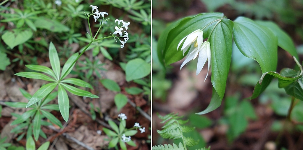 クルマムグラとチゴユリ