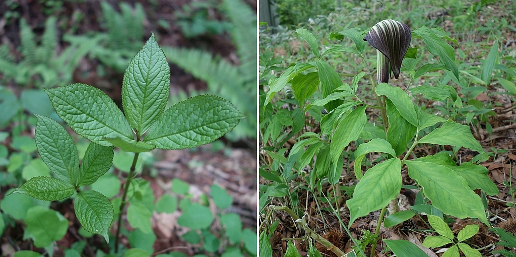 フタリシズカとマムシグサの仲間