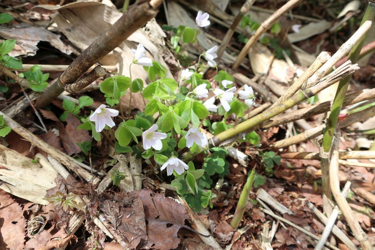 ミヤマカタバミ