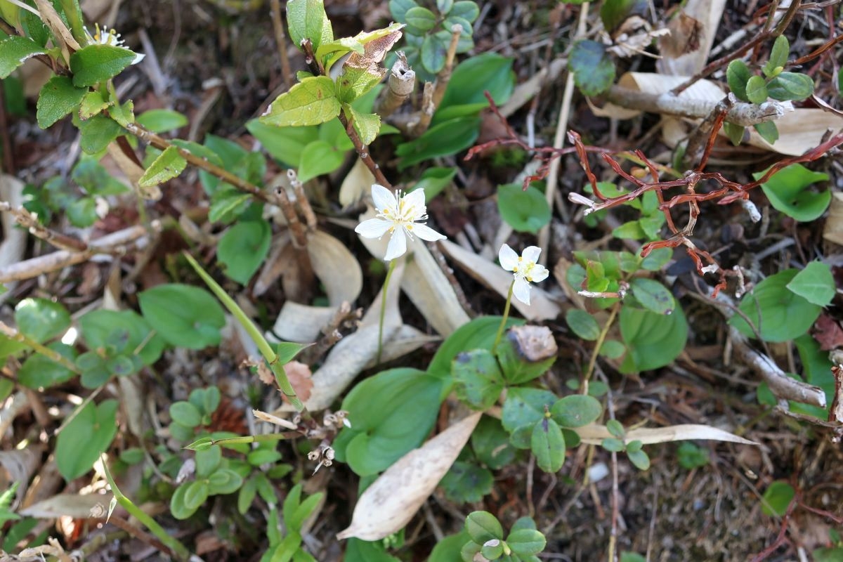 ミツバオウレン