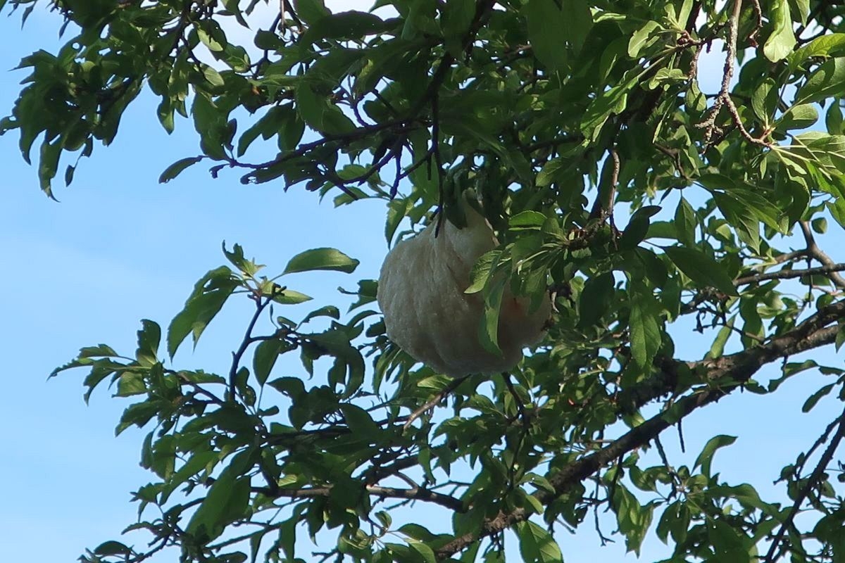 モリアオガエル