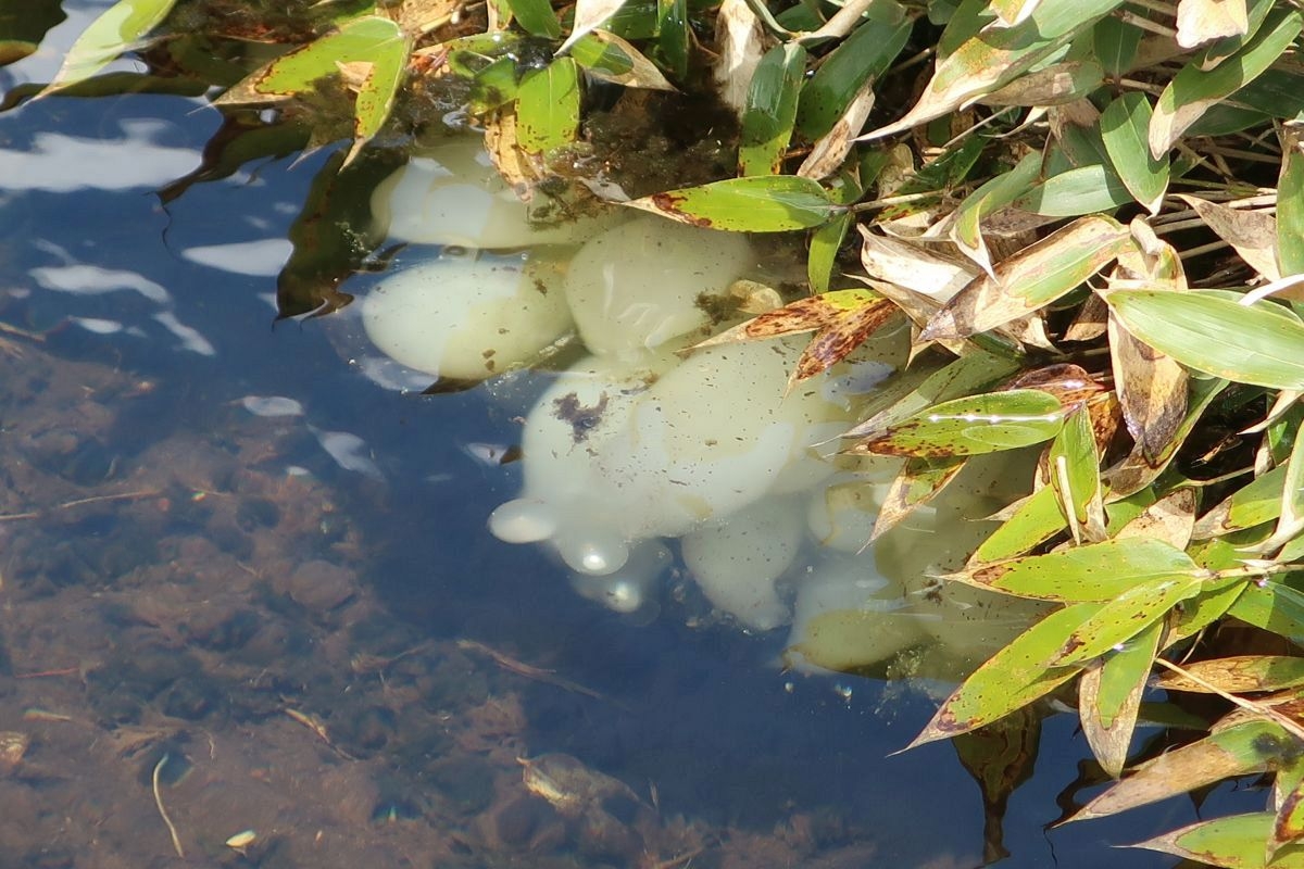 クロサンショウウオ