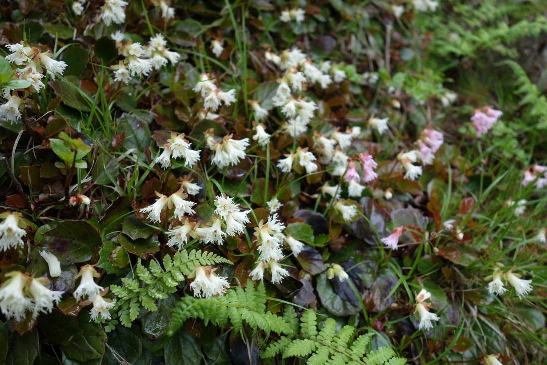 イワカガミの白花