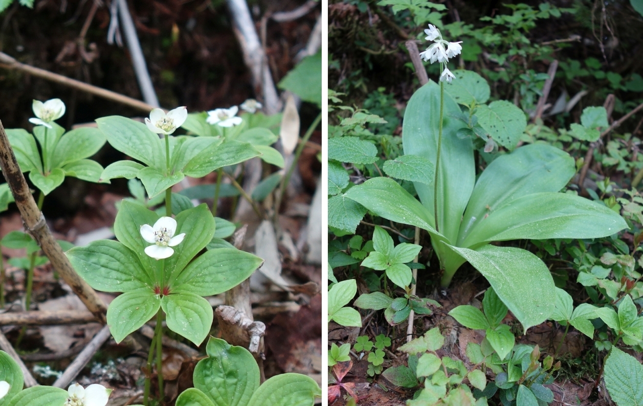 ゴゼンタチバナとツバメオモト
