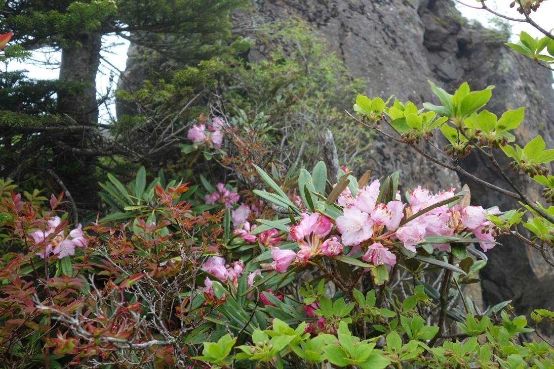シャクナゲの花