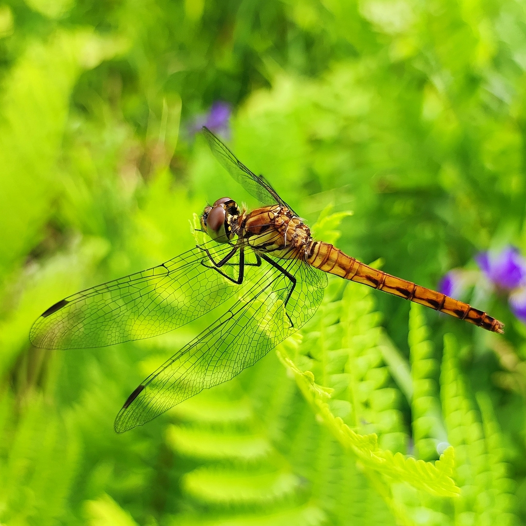 7月3日に丸池スキー場で撮影したアキアカネ