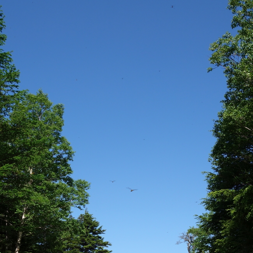 アキアカネの群れ