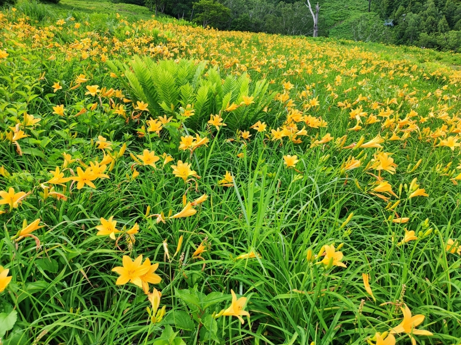丸池スキー場で撮影したニッコウキスゲの群生