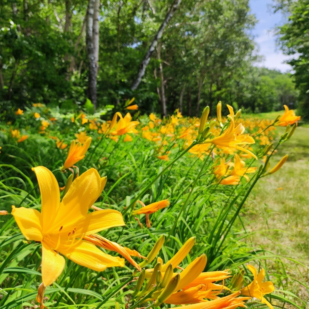 蓮池スキー場で撮影したニッコウキスゲ