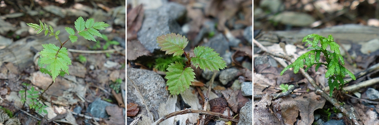 歩道脇で見られた樹木の芽生え