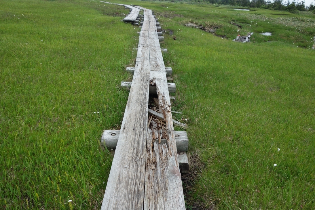 改修前の木道は破損しているものがある