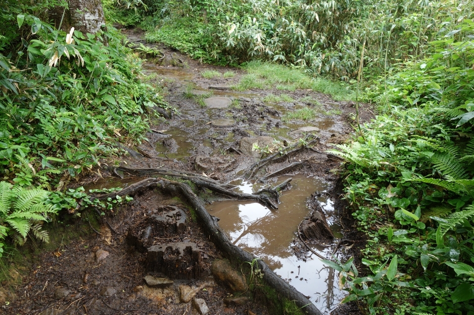 ぬかるみと水たまり